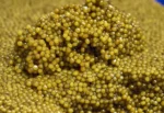 Imperial Gold pearls